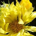 Flor de Melosa